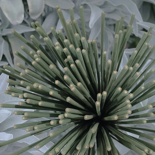 White Sage Incense Sticks for Meditation & Mindful Living